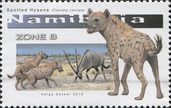 Spotted Hyena (Crocuta crocuta)