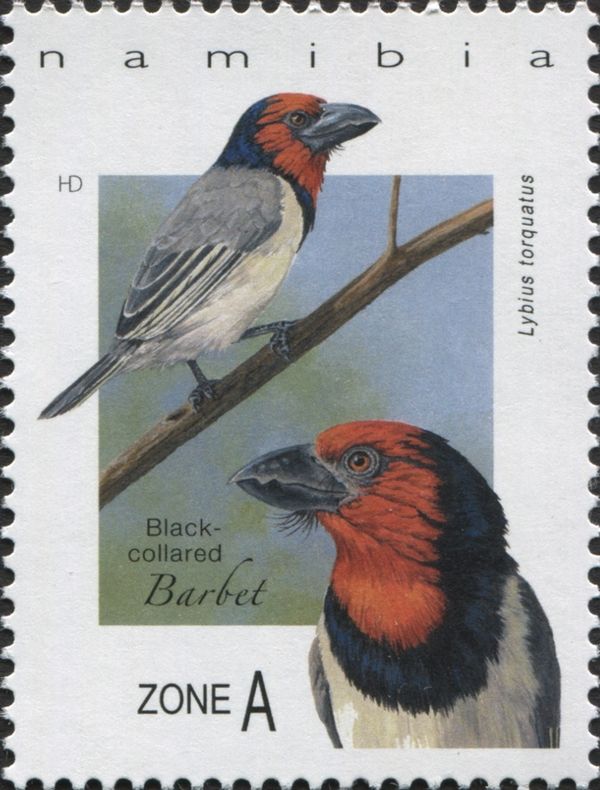 Black-collared Barbet  (Lybius torquatus)