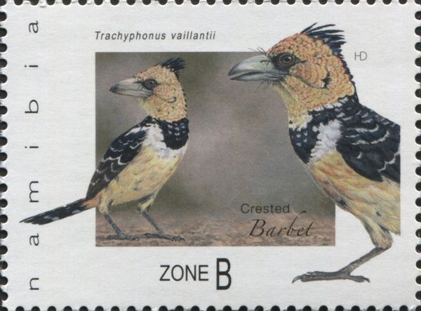 Crested Barbet (Trachyphonus vaillantii)