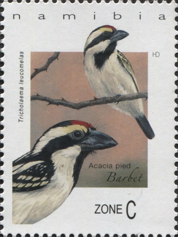 Acacia Pied Barbet (Tricholaema leucomelas)
