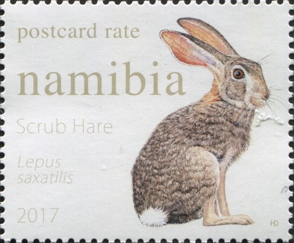 Scrub Hare (Lepus saxatilis)