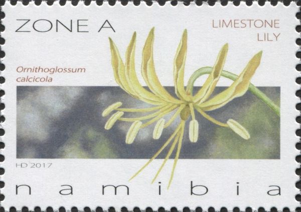 Limestone Lily - Ornithoglossum calcicola