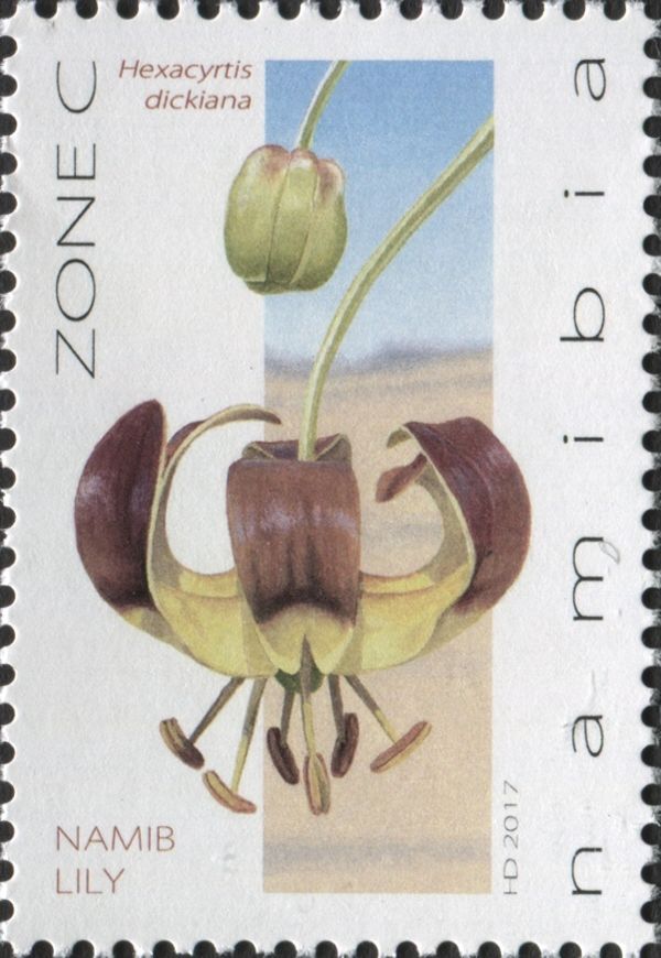 Namib Lily - Hexacrytis dickiana