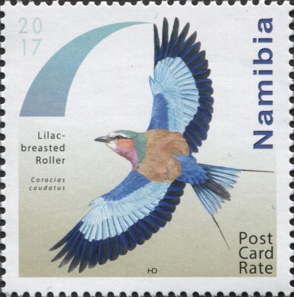 Lilac-breasted Roller (Coracias caudatus)