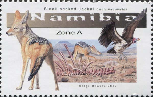 Black-backed Jackal (Canis mesomelas)