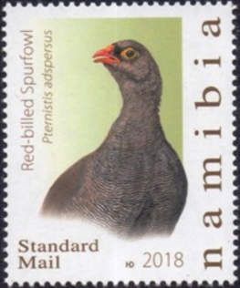 Red-billed Spurfowl (Pternistis adspersus)