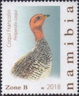 Coqui francolin (Peliperdix coqui)
