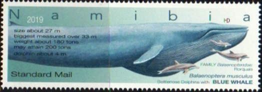 Blue Whale (Balaenoptera musculus)