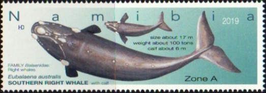 Southern Right Whale (Eubalaena australis)