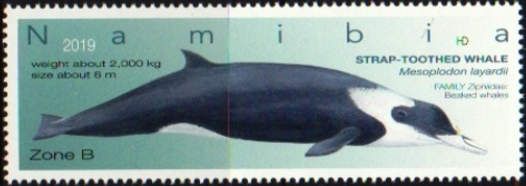 Strap-toothed Whale (Mesoplodon layardii)