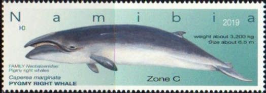 Pygmy Right Whale (Caperea marginata)