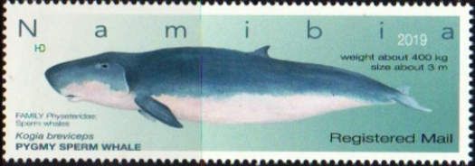 Pygmy Sperm Whale (Kogia breviceps)