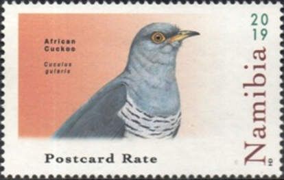 African Cuckoo (Cuculus gularis)