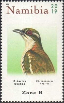 Jacobin Cuckoo (Clamator jacobinus)