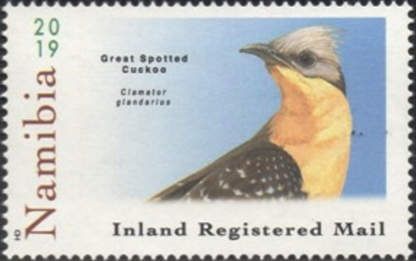 Great Spotted Cuckoo (Clamator glandarius)