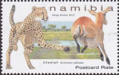 Cheetah (Acinonyx jubatus)