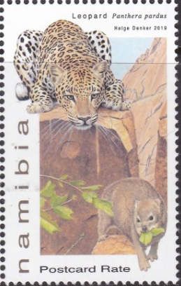 Leopard (Panthera pardus)