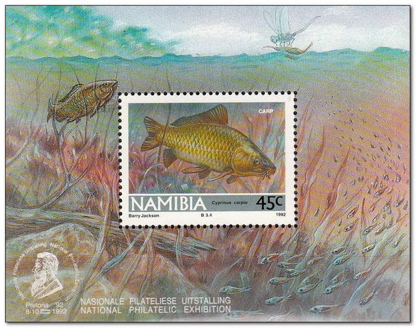 Common Carp (Cyprinus carpio)