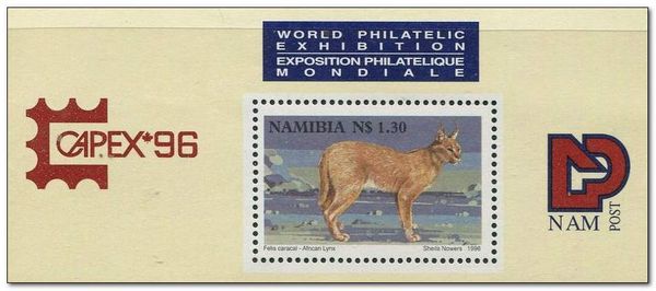 Caracal (Felis caracal)