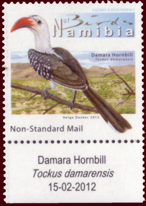 Damara Hornbill (Tockus damarensis) with label