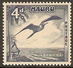 Great Frigate Bird (Fregata minor)