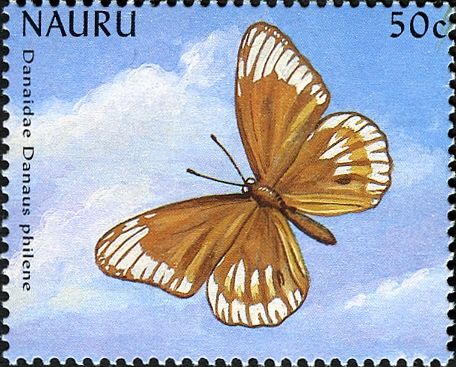 Butterfly (Danaus philene)