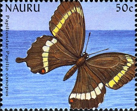 Canopus Swallowtail (Papilio canopus)