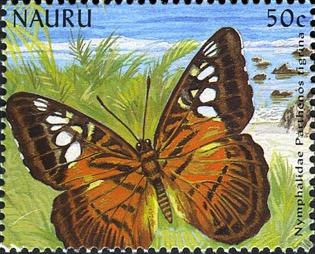 New Guinea Clipper (Parthenos tigrina)