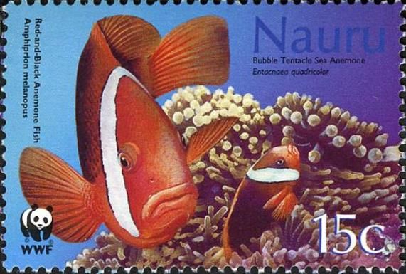 Red and Black Anemone Fish, Bubble Tentacle Sea Anemone