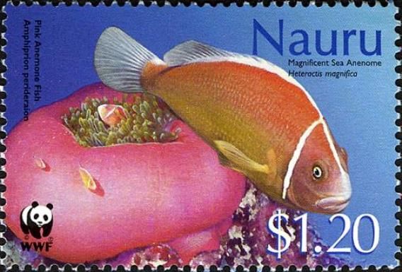 Pink Anemone Fish, Magnificent Sea Anemone