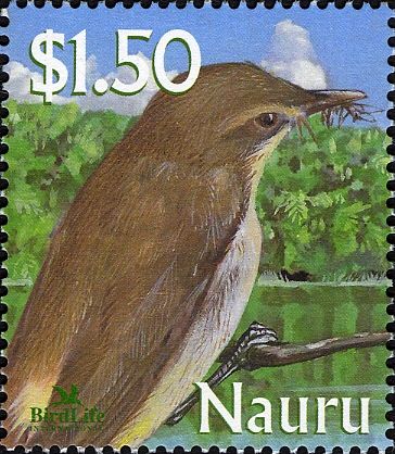 Nauru Reed Warbler (Acrocephalus rehsei)