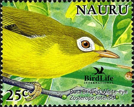 Rota Bridled White-eye (Zosterops rotensis)
