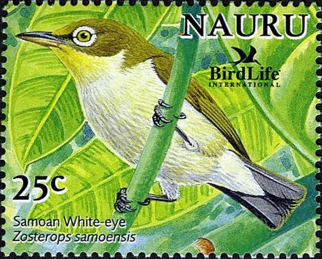 Samoan White-eye (Zosterops samoensis)