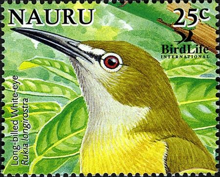 Long-billed White-eye (Rukia longirostra)