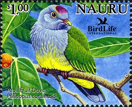 Atoll Fruit-dove (Ptilinopus coralensis)