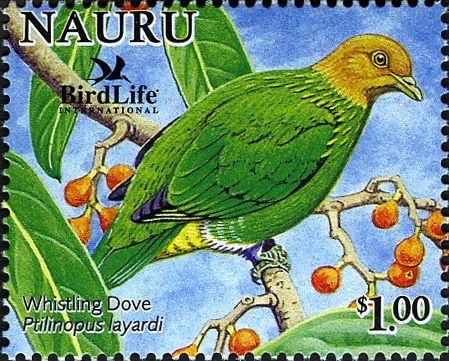 Whistling Dove (Ptilinopus layardi)