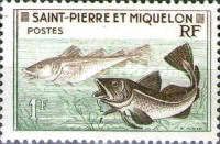 Cod (Gadus morrhua)
