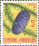 Picéa - (Picea rubra)