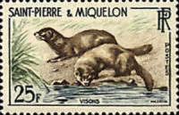 Mink (Neovison vison)