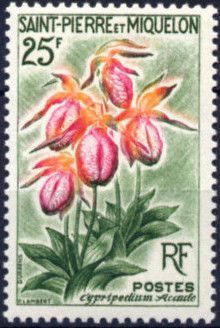 Cypripedium acaule