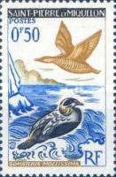 Common Eider (Somateria mollissima)