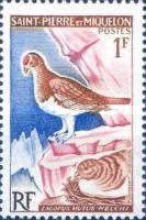 Rock Ptarmigan (Lagopus mutus welchi)