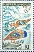 Blue-winged Teal (Anas discors)