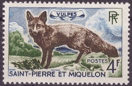 Silver Fox (Vulpes vulpes)