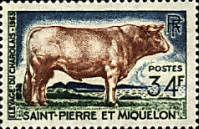 Charolais (Bos primigenius taurus)
