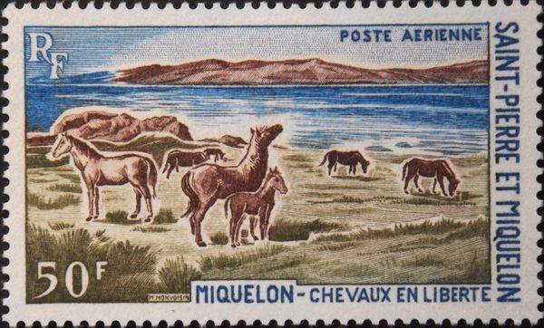 Grazing Horses (Equus ferus caballus), Miquelon
