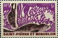 Ringed Seal (Phoca hispida)
