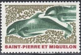 Long-finned Pilot Whale (Globicephala melas)