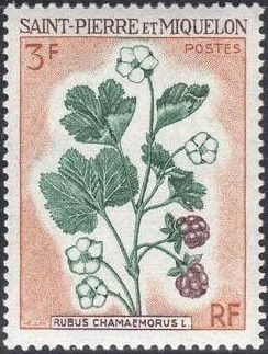 Rubus chamaemorus