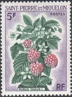 Rubus idaeus